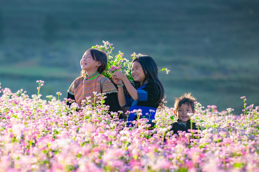 Immerse yourself in the buckwheat flower fields in Ha Giang