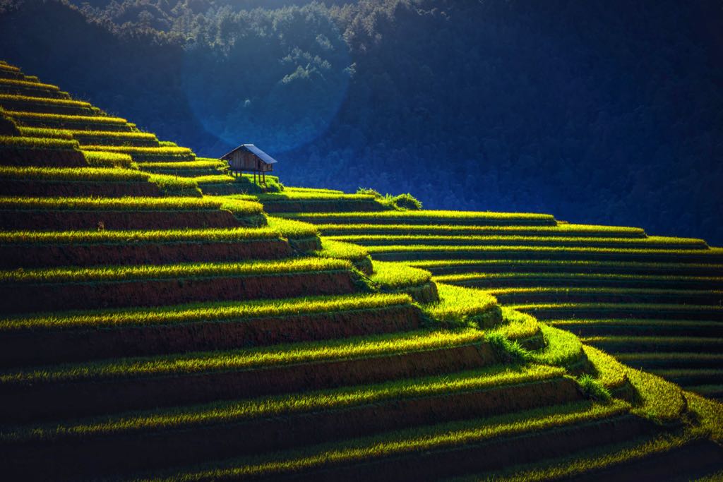 Vietnamese's Terraced Rice Fields: A stairway to heaven