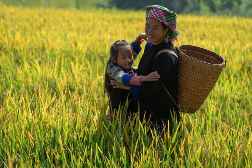Vietnamese's Terraced Rice Fields: A stairway to heaven