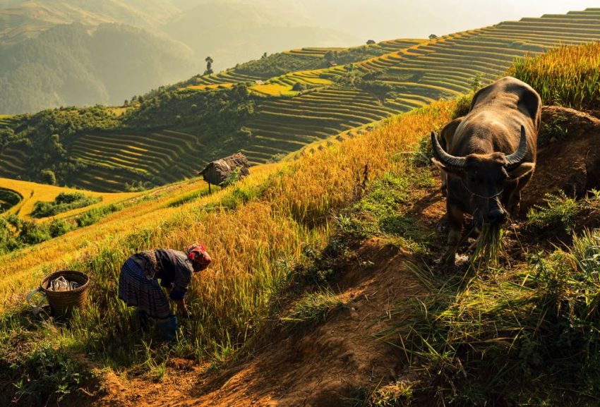 Vietnamese's Terraced Rice Fields: A stairway to heaven